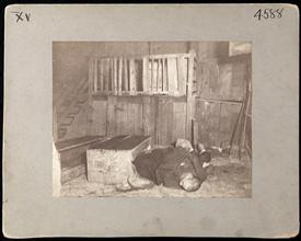 A Tramp's nest in Ludlow Street.