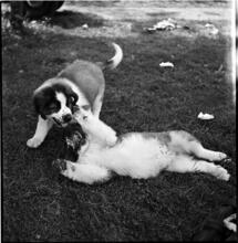 A Dog's Life in the Big City [Puppies playing.]