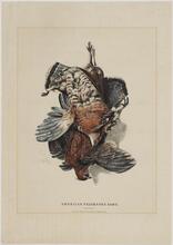 American Feathered Game.