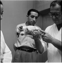 A Dog's Life in the Big City [Veterinarian examining a puppy.]