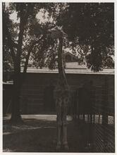 Giraffe, Bronx Zoo.