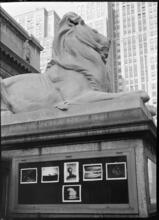 [Lion statue in front of New York Public Library.]