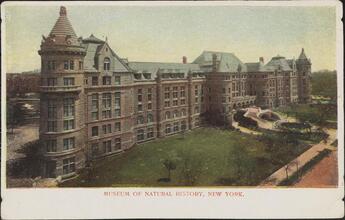 Museum of Natural History, New York.