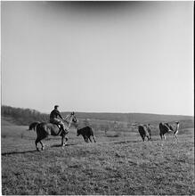 Arthur Godfrey [Godfrey riding a horse.]