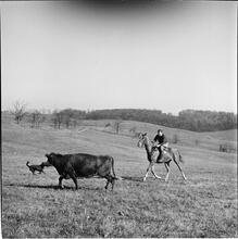 Arthur Godfrey [Godfrey riding a horse.]