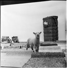 Salvador Dali: Rugs [Lamb in a display of rugs and materials that rugs contain.]