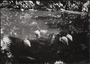 Flamingos from the Bronx Zoo.