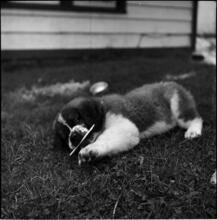 A Dog's Life in the Big City [Puppy.]