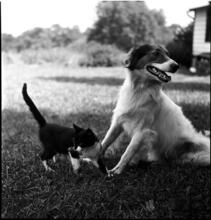 A Dog's Life in the Big City [A dog and a cat in a yard.]
