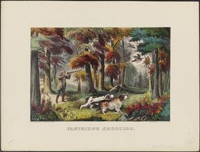 Partridge Shooting.