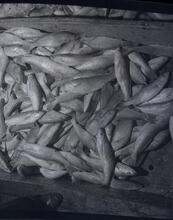 Fulton Fish Market