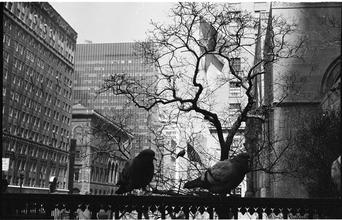 Park Avenue