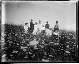 Shelter Island; Coming through the Fields.