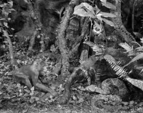 [Diorama at the American Museum of Natural History.]