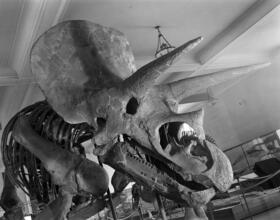 [Dinosuar fossils at the American Museum of Natural History.]