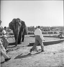 Circus [Circus elephant.]