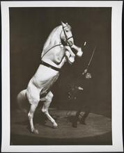 [Horse with a trainer at a circus.]