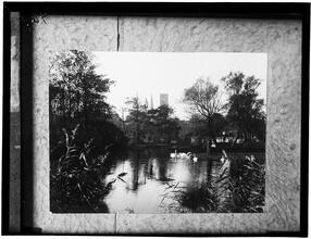 "The swans arch their necks in the limpid stream."