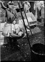 Fulton Fish Market: Weighing Cod.