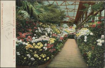 Chrysanthemum Display, Bronx Park, N. Y.