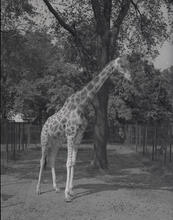 Bronx Zoo