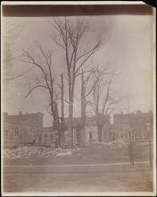 [Hamilton elms.]