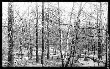 In the Gully Looking Out [Winter scene in the park]