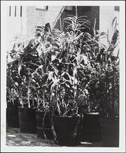 [Home of Mr. and Mrs. William Zeckendorf, Sr.]