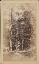 On the Bronx [River], path leading from the Mansion to the River