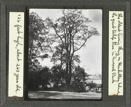 The oldest living thing on Manhattan Island, the great tulip tree in Inwood Park. 126 feet high, about 260 years old.