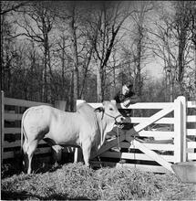 Arthur Godfrey [Godfrey on a farm, with a cow.]