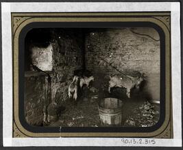 [Goats in their stable.]