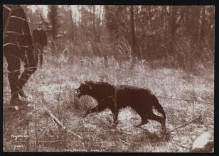Quail Shooting, Aiken S.C.