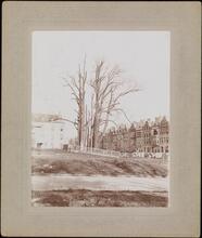[The Hamilton trees.]
