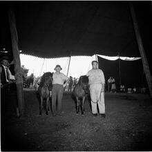 Circus [Two men with ponies inside the circus tent.]