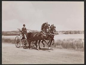 Horses, James Stillman's Prize Driving Team, Newport, R.I.