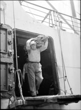 Loading Bananas.