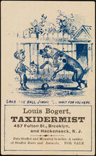 Louis Bogert, Taxidermist