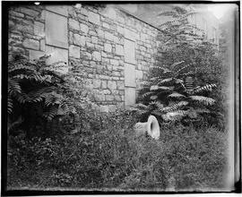The Old Marble Cemetery -- proposed for a play ground, taken in summer 1895.