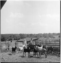 [Goats on a farm.]