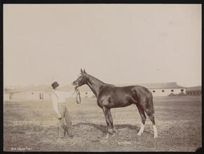 Racehorses, "Bonhomme."