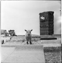 Salvador Dali: Rugs [Lamb in a display of rugs and materials that rugs contain.]