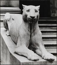 [Lioness statue outside of the Morgan Library.]