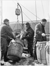 Fulton Fish Market: Unloading Fish 2.