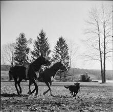 Arthur Godfrey [Godfrey and another woman riding a horse.]