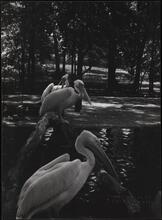 Pelicans, Bronx Zoo.