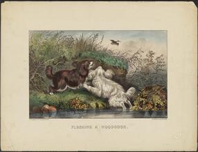 Flushing a Woodcock.
