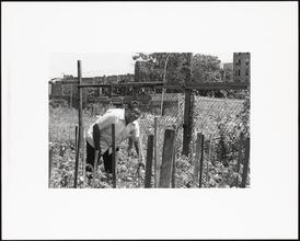 Mikey Nuñez working in the community garden.