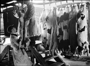 West Washington Market: Calves.