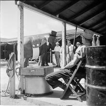 Circus [Circus elephant.]